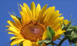 葵花视频,探索生活美好瞬间，记录时代印记